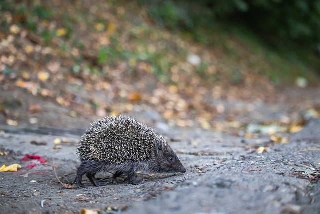 至联盟倒数 至联盟倒数
