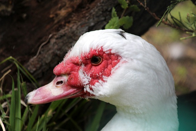 双方都将全 双方都将全